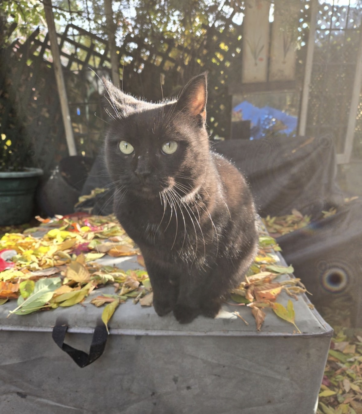 Bella the cat sitting outside