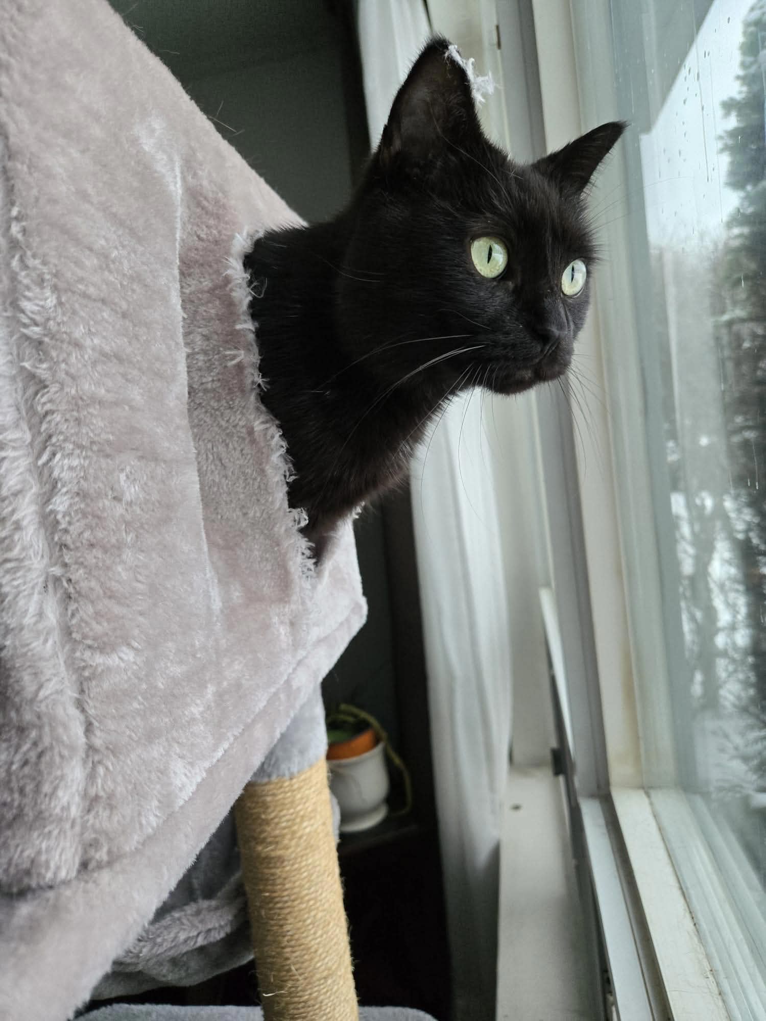 Bella
